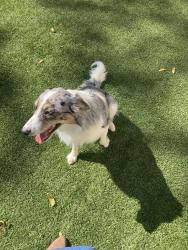 Reunited Male Dog last seen 50th st and republic Drive, Oklahoma City, OK 73129