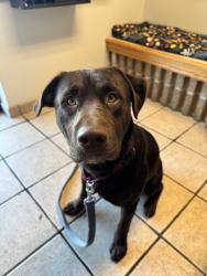 Shelter Stray Male Dog last seen Near W 1680 N, Clinton, UT 84015, USA, 1422 E 600 N, Fruit Heights, UT 84037, USA