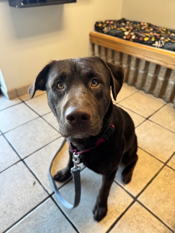 Shelter Stray Male Dog last seen Near W 1680 N, Clinton, UT 84015, USA, 1422 E 600 N, Fruit Heights, UT 84037, USA