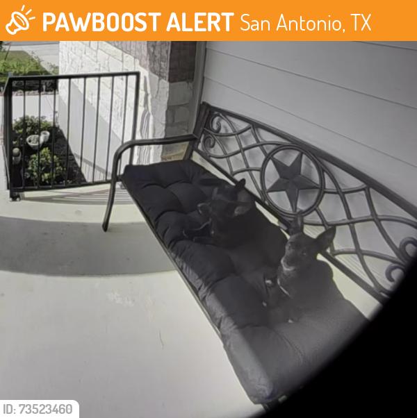 Found/Stray Male Dog last seen Apple wood community on Amber Heart & Cagnon, San Antonio, TX 78252