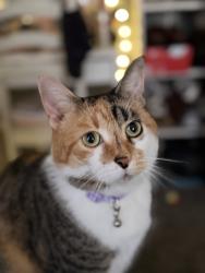 Lost Female Cat last seen Stonybrook or farmbrook, Levittown, PA 19055