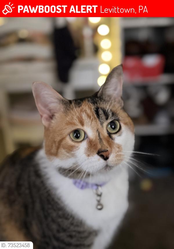 Lost Female Cat last seen Stonybrook or farmbrook, Levittown, PA 19055