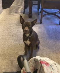 Reunited Female Dog last seen Se 50th st and Republic Dr, Oklahoma City, OK 73129