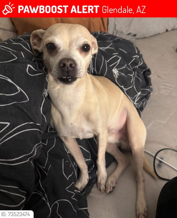 Lost Male Dog last seen 47th and bethany, Glendale, AZ 85301