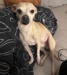 Lost Male Dog last seen 47th and bethany, Glendale, AZ 85301