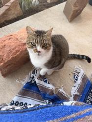 Found/Stray Female Cat last seen The Pines Neighborhood, Bentonville, AR 72712