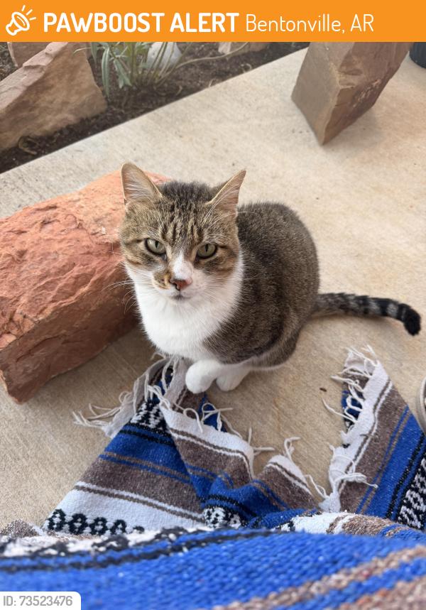 Found/Stray Female Cat last seen The Pines Neighborhood, Bentonville, AR 72712