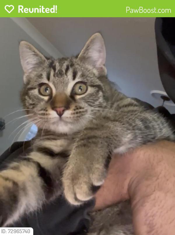 Reunited Male Cat last seen hidden creek drive, Nashville, TN 37013