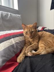 Lost Male Cat last seen Lost by Building 20 in Agora apmts, Port Richey, FL 34668