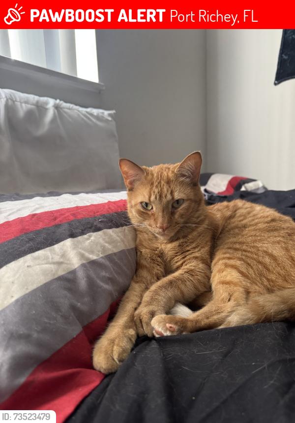 Lost Male Cat last seen Lost by Building 20 in Agora apmts, Port Richey, FL 34668