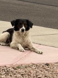 Found/Stray Female Dog last seen 116th Drive & Hawk Court, Surprise, AZ 85378