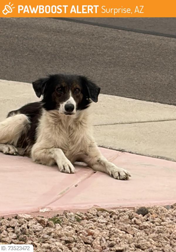 Found/Stray Female Dog last seen 116th Drive & Hawk Court, Surprise, AZ 85378