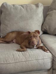 Reunited Male Dog last seen Law Road, Law Rd, TN 38345