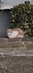 Found/Stray Unknown Cat last seen Wavecrest, Daly City, CA 94015