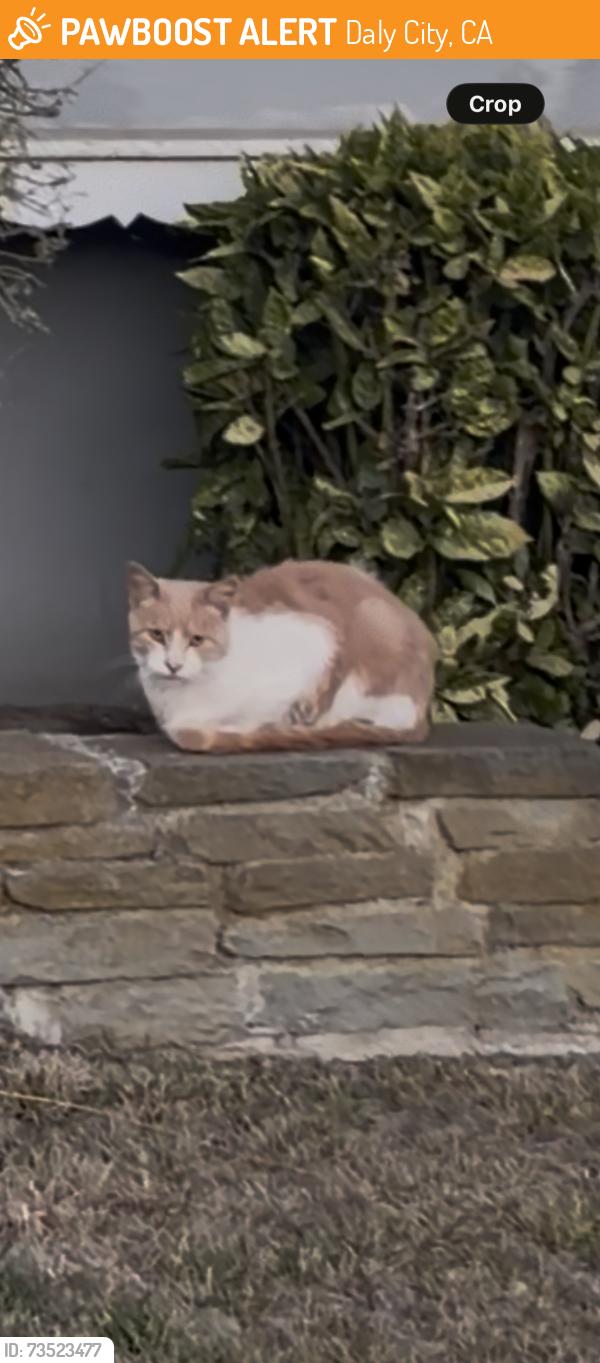Found/Stray Unknown Cat last seen Wavecrest, Daly City, CA 94015
