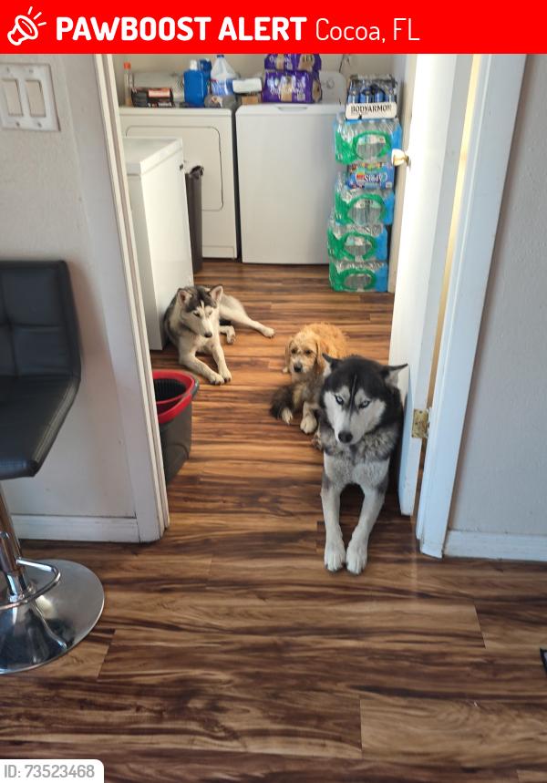 Lost Male Dog last seen Circle k, Cocoa, FL 32927