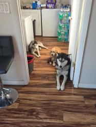 Lost Male Dog last seen Circle k, Cocoa, FL 32927