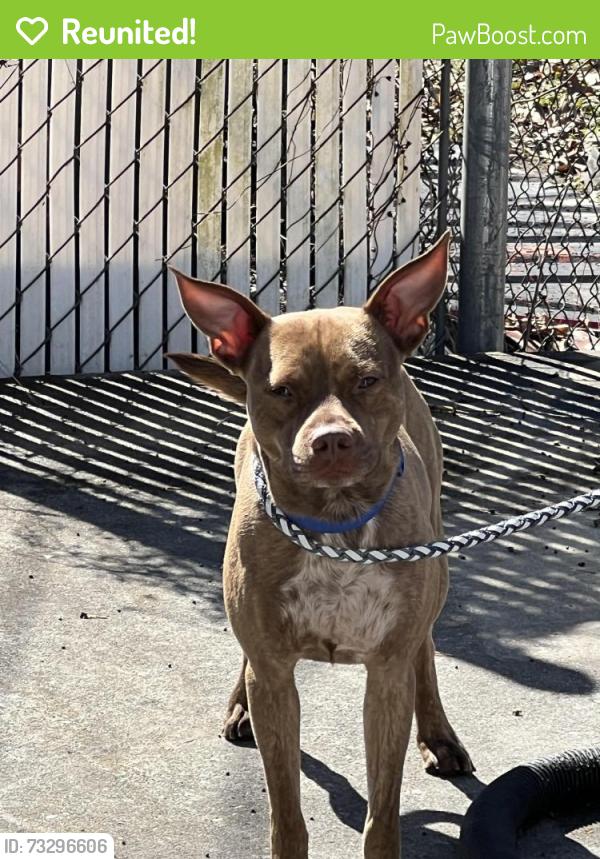 Reunited Male Dog last seen Old Harriman hwy, Oliver Springs, TN 37840