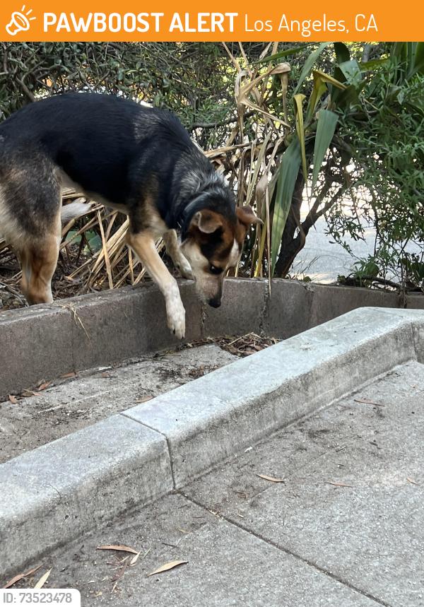 Found/Stray Female Dog last seen Mattachine Steps by Silver Lake Reservoir, Los Angeles, CA 90026