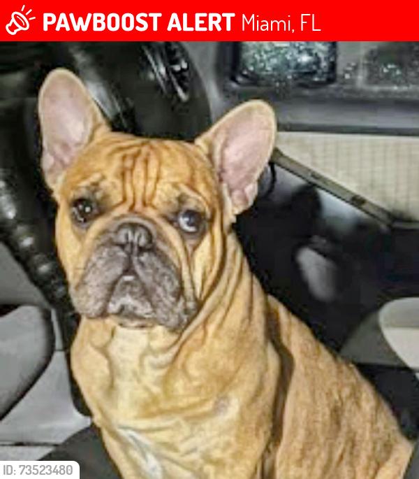 Lost Male Dog last seen Near nw 116 th st muami fl 33147, Miami, FL 33167
