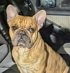 Lost Male Dog last seen Near nw 116 th st muami fl 33147, Miami, FL 33167