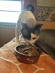 Reunited Male Cat last seen Pope Elementary School, Arlington, TX 76012