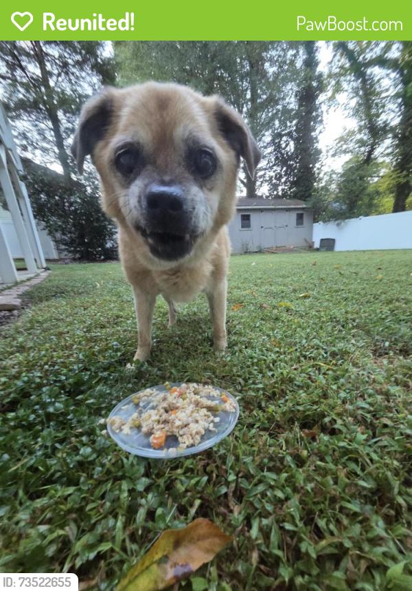 Reunited Unknown Dog last seen Clarendon Ave, Winston-Salem, NC 27106