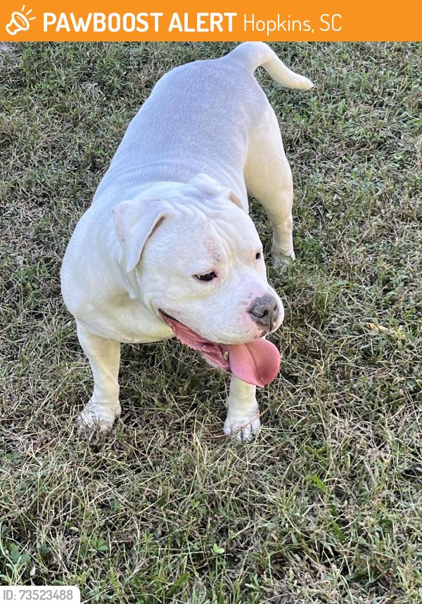 Found/Stray Male Dog last seen Partridge Circle, Hopkins, SC 29061