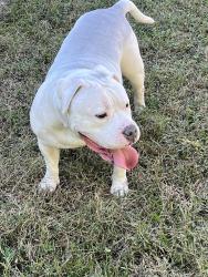 Found/Stray Male Dog last seen Partridge Circle, Hopkins, SC 29061