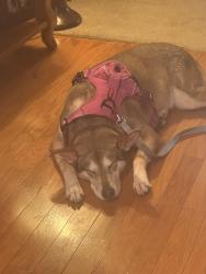 Reunited Female Dog last seen Bella vista and gantzel, San Tan Valley, AZ 85143