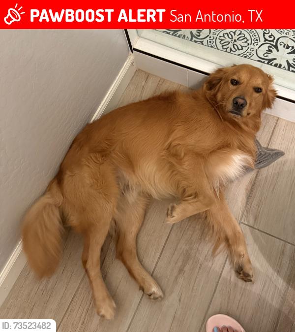 Lost Male Dog last seen Angostura Blvd, San Antonio, TX 78261