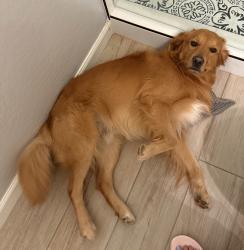 Lost Male Dog last seen Angostura Blvd, San Antonio, TX 78261