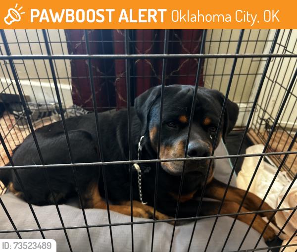 Found/Stray Male Dog last seen Wilshire and Coltrane, OKC, Oklahoma City, OK 73121