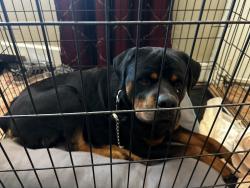 Found/Stray Male Dog last seen Wilshire and Coltrane, OKC, Oklahoma City, OK 73121