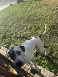 Found/Stray Female Dog last seen Menchaca Rd Scenic Loop, Helotes, TX 78023