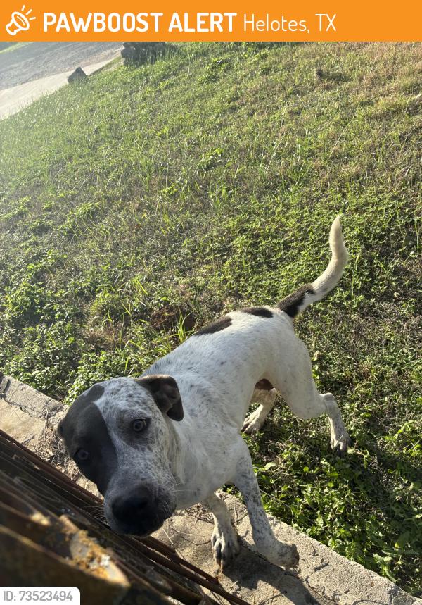 Found/Stray Female Dog last seen Menchaca Rd Scenic Loop, Helotes, TX 78023
