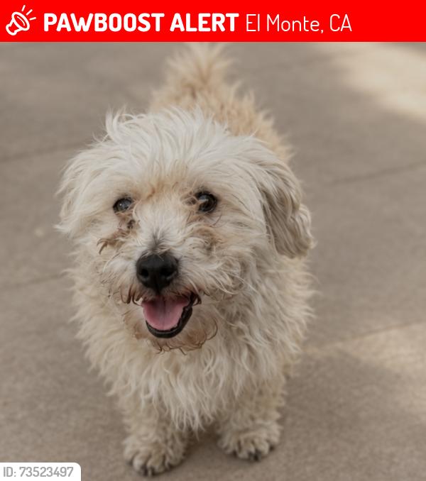 Lost Male Dog last seen Magnolia and Peck, El Monte, CA 91733