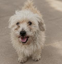 Lost Male Dog last seen Magnolia and Peck, El Monte, CA 91733