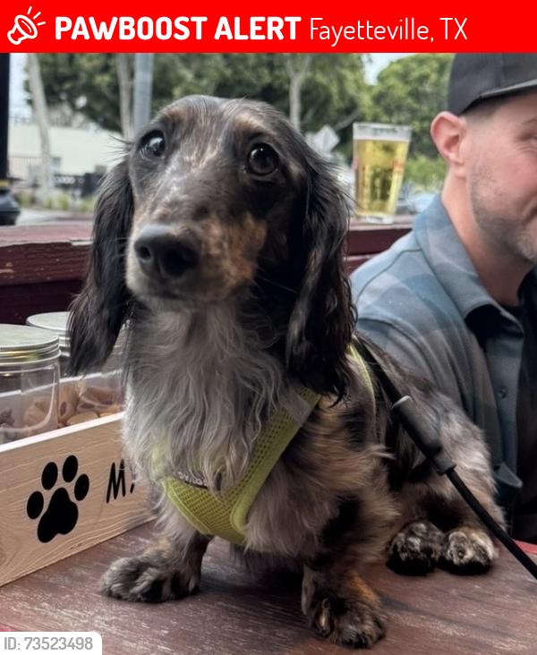 Lost Male Dog last seen Near Roznov Rd. Fayetteville, TX 78940, Fayetteville, TX 78940