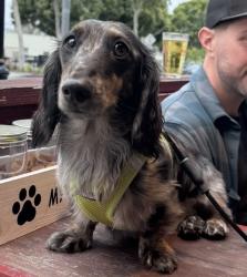 Lost Male Dog last seen Near Roznov Rd. Fayetteville, TX 78940, Fayetteville, TX 78940
