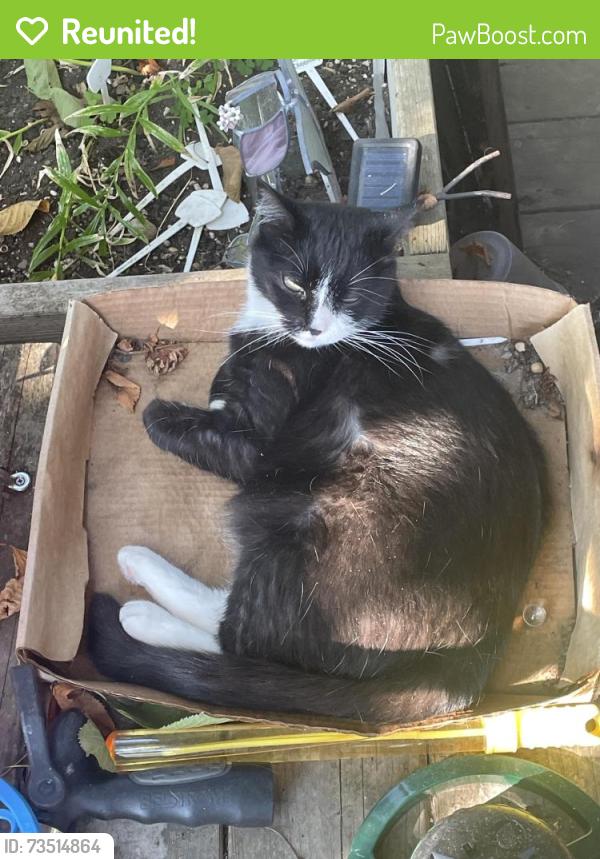 Reunited Female Cat last seen SE 47th and Gladstone, Creston-Kenilworth, Portland, OR 97206