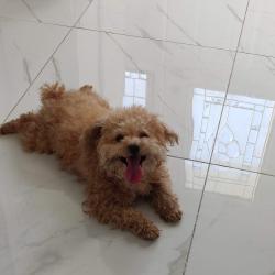 Reunited Male Dog last seen Risebrough circuit & Warden Ave, Markham, ON 