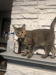 Lost Female Cat last seen Avonwheel ests, Avondale, PA 19311