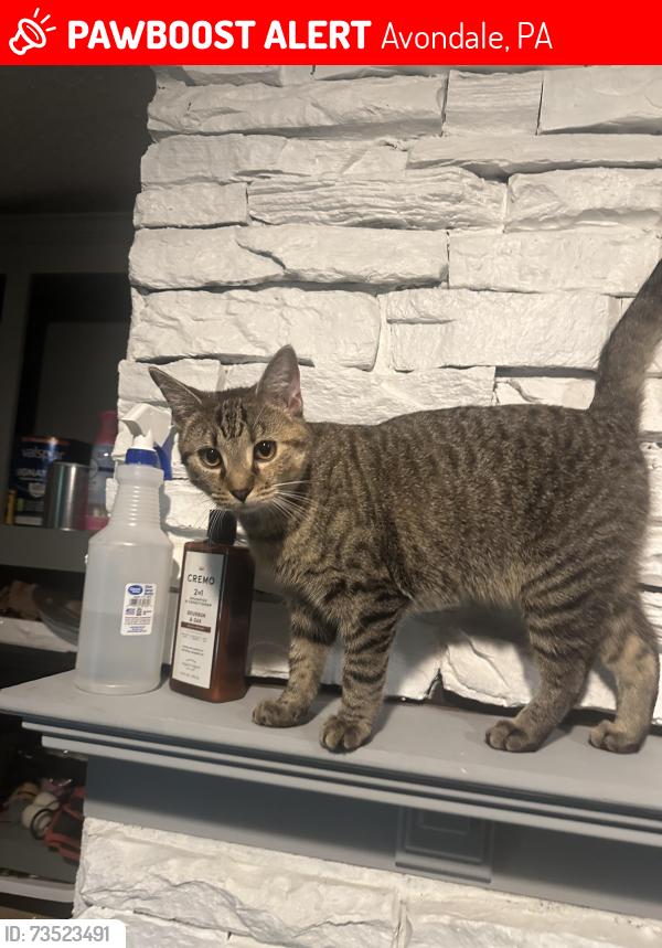 Lost Female Cat last seen Avonwheel ests, Avondale, PA 19311