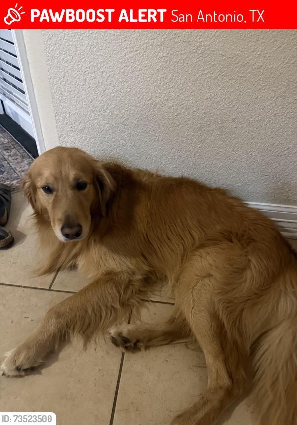 Lost Male Dog last seen Angostura Blvd, San Antonio, TX 78261