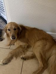 Lost Male Dog last seen Angostura Blvd, San Antonio, TX 78261
