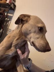 Reunited Female Dog last seen Sara Road and Main St, Yukon, OK 73099