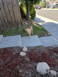 Found/Stray Unknown Dog last seen Roaming the neighborhood, Hemet, CA 92545
