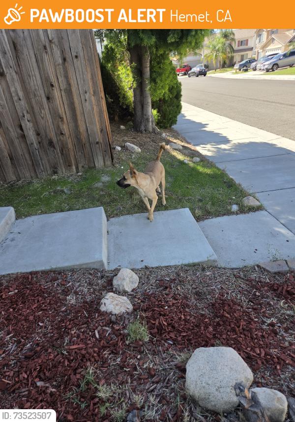 Found/Stray Unknown Dog last seen Roaming the neighborhood, Hemet, CA 92545