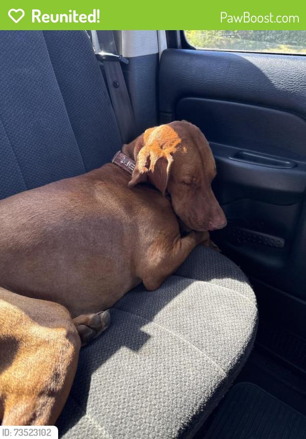 Reunited Female Dog last seen Near Oakway Circle, Columbia, TN, USA, Columbia, TN 38401